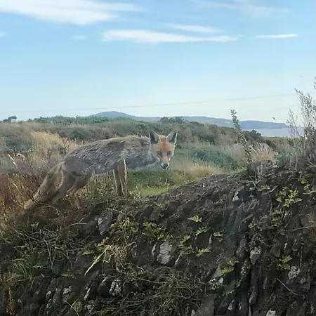 Cosy Nest On The West Cork Coast