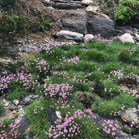 דירה Cosy Nest On The West Cork Coast *