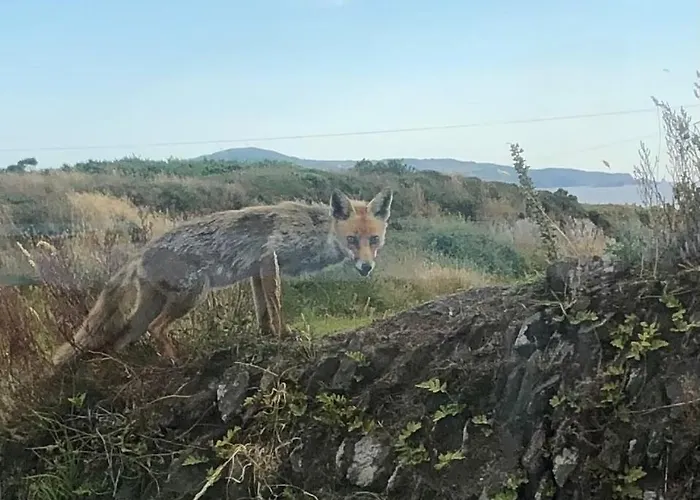 Cosy Nest On The West Cork Coast