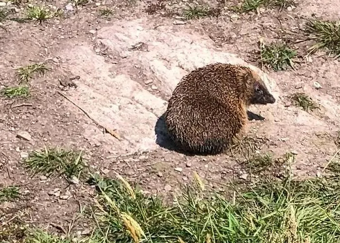 Cosy Nest On The West Cork Coast דירה *